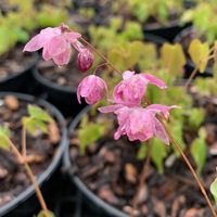 Epimedium  'Sasaki'